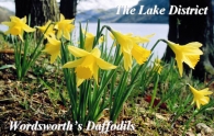 Wordsworths Daffodils, The Lake District Picture Magnets Picture Magnets