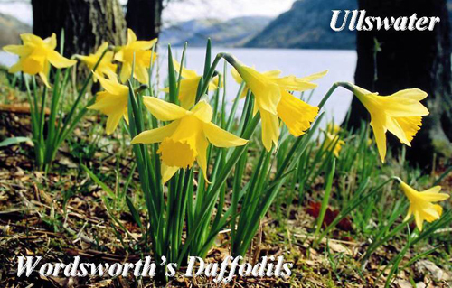 Wordsworth's Daffodils, Ullswater Picture Magnets