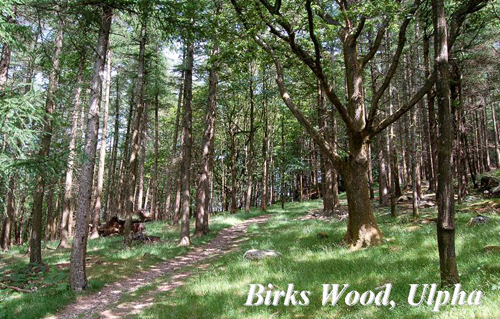 Birks Wood, Ulpha Picture Magnets