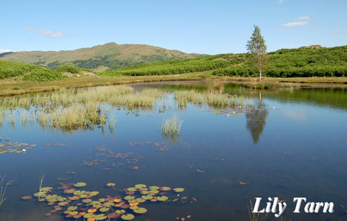 Lily Tarn Picture Magnets