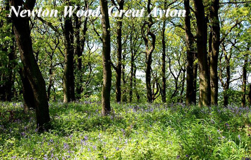Newton Wood, Great Ayton Picture Magnets