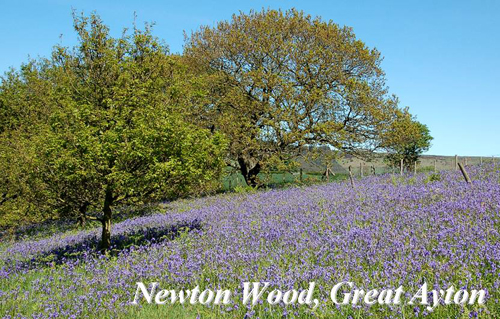 Newton Wood, Great Ayton Picture Magnets