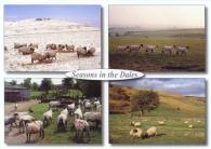 Seasons in the Dales postcards