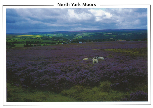 North York Moors (sheep and heather moorland) Postcards