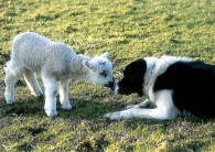 Lamb and Collie Postcards