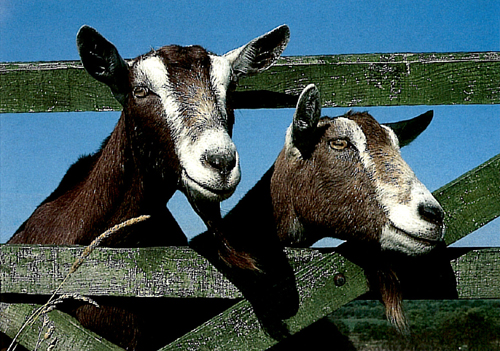 Goats Postcards