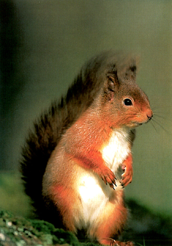 Red Squirrel Postcards