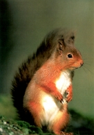 Red Squirrel Postcards