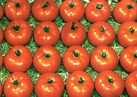 Tomatoes Postcards