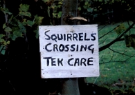 Squirrels Crossing Tek Care Postcards