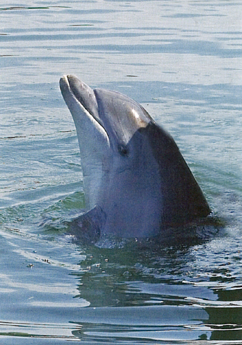 Dolphin Postcards
