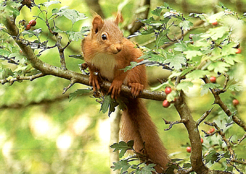 Red Squirrel Postcards