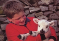 Boy & Lamb Greetings Cards