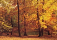 Woodland in Autumn Greetings Cards