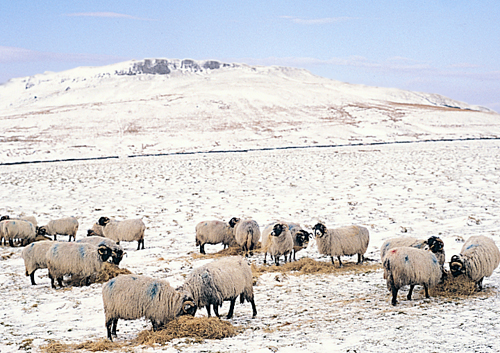 Sheep in Winter VP Greetings Cards