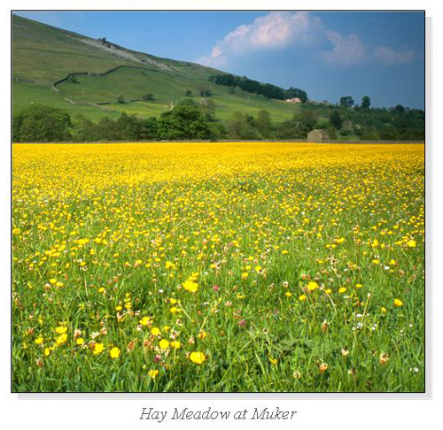 Hay Meadow at Muker Square Cards