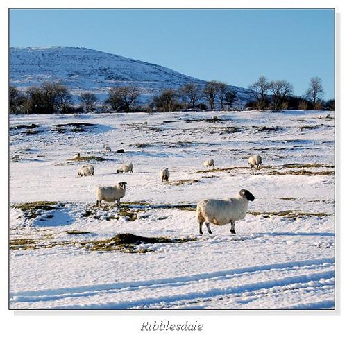 Ribblesdale Square Cards