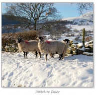 Yorkshire Dales Square Cards