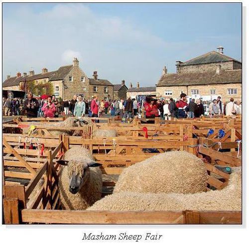 Masham Sheep Fair Square Cards