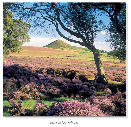 Hawnby Moor Square Cards