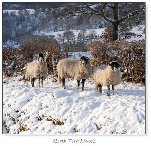 North York Moors Square Cards