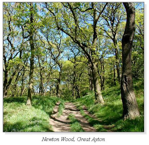 Newton Wood, Great Ayton Square Cards